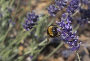 12th Jul 2018 - Bee and Lavender