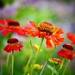 Echinacea  by carole_sandford