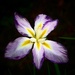 Iris.  by carole_sandford
