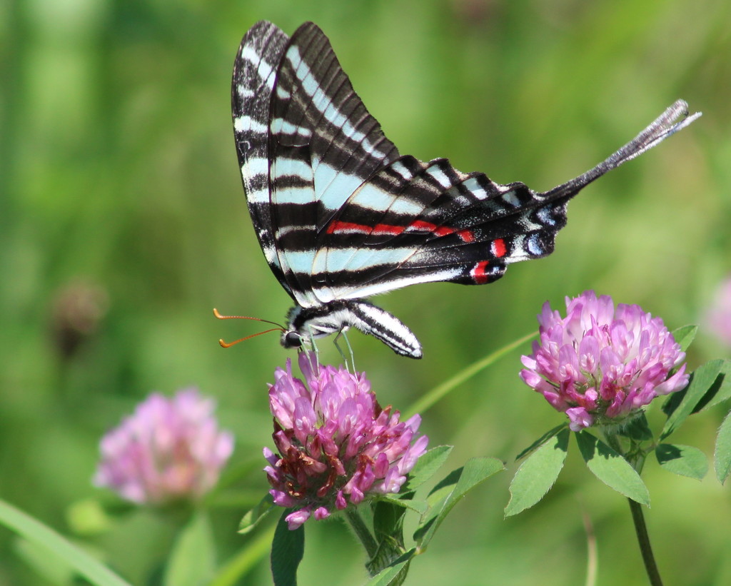 Dancing In The Clover by cjwhite