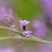 lavenderblossom by samae