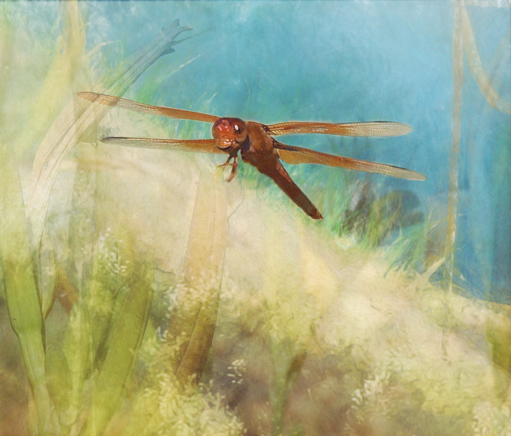 Dragonfly  by joysfocus