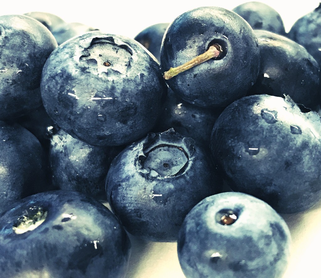 Day 299:  Blueberries by sheilalorson