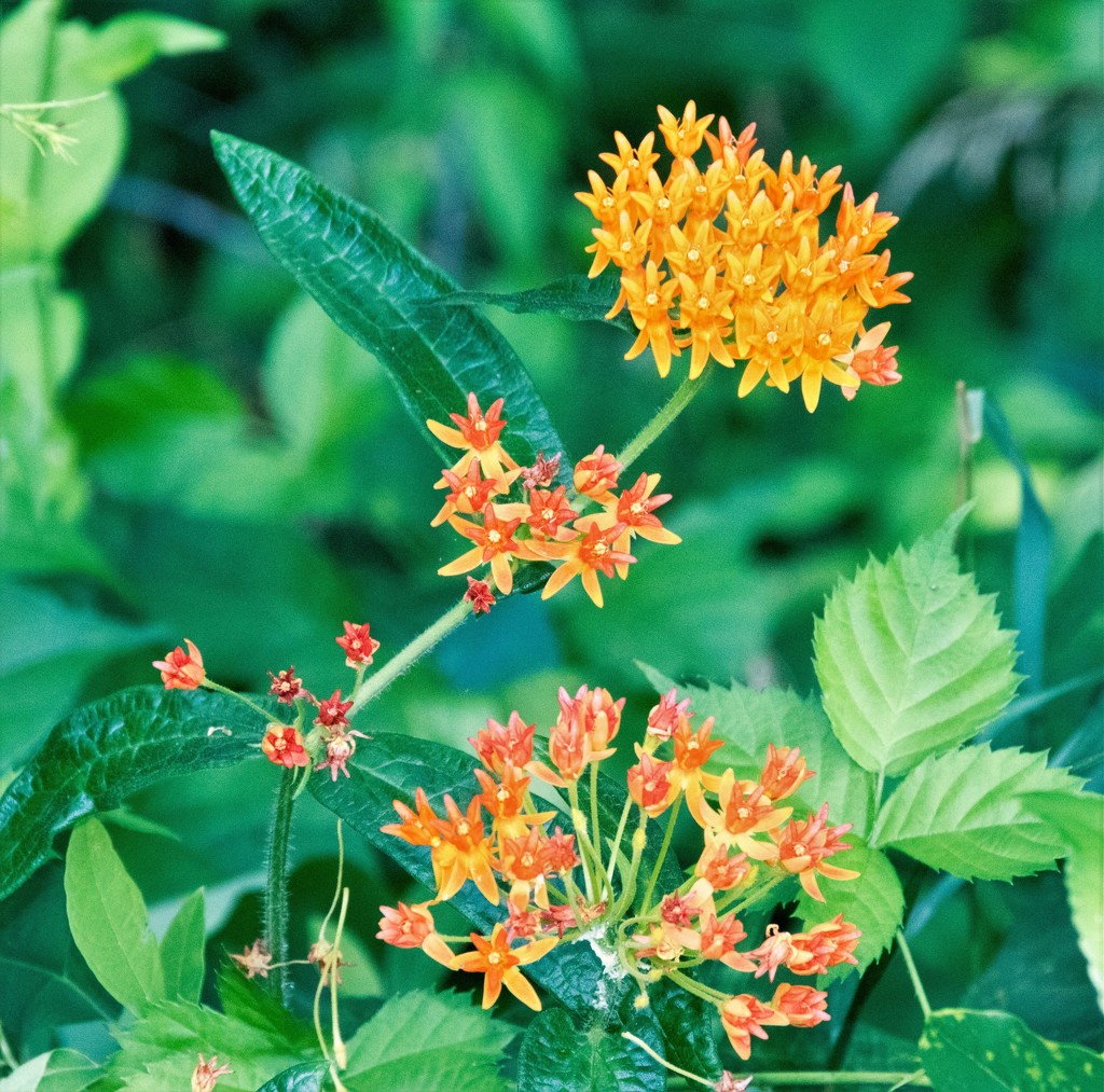 Butterfly weed by susanharvey