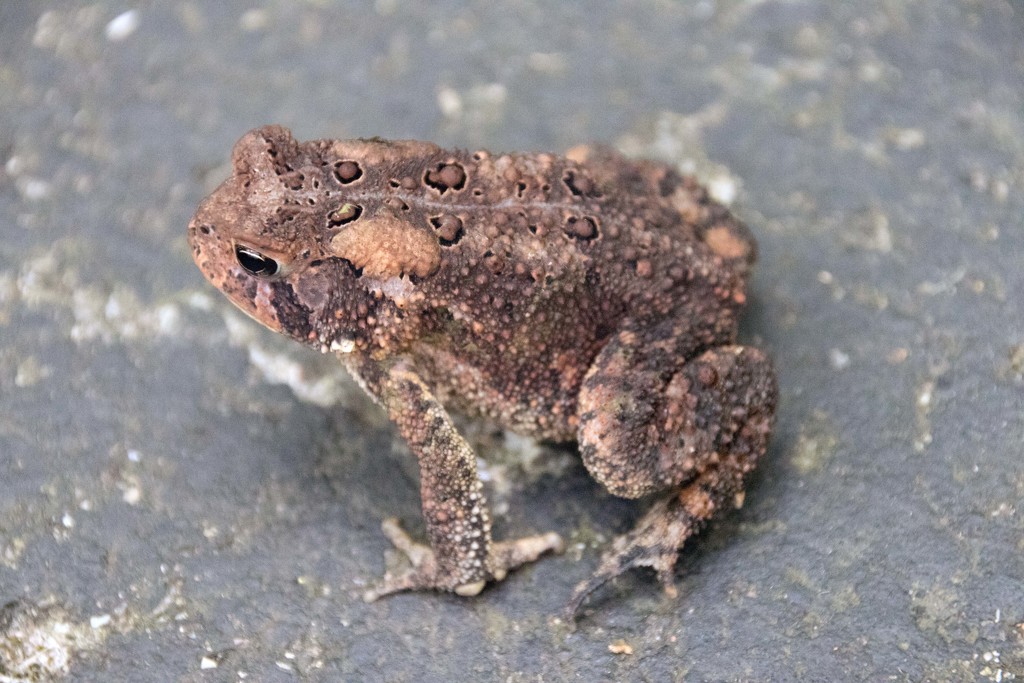 Toad  by susanharvey