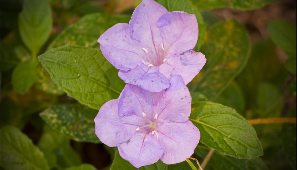 Purple Flower! by rickster549