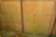 11th Jul 2018 - Spider in a Spider Web
