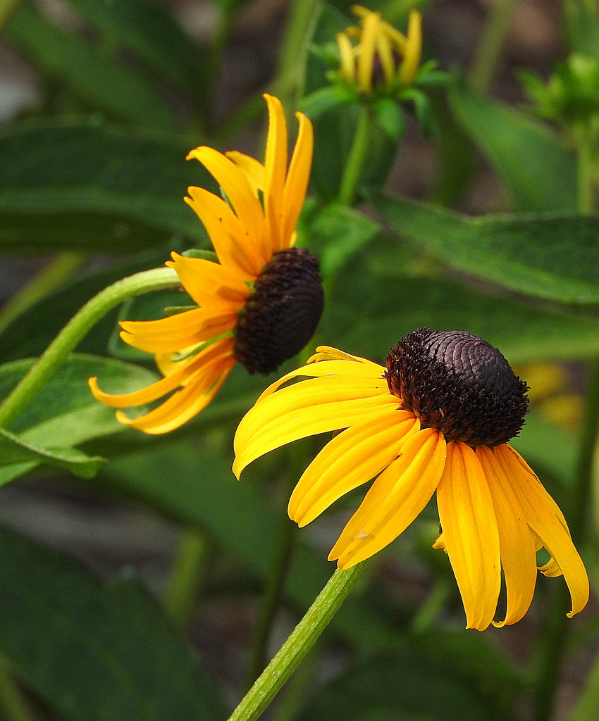 Brown Eyed Susans by homeschoolmom