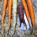 Carrots by homeschoolmom