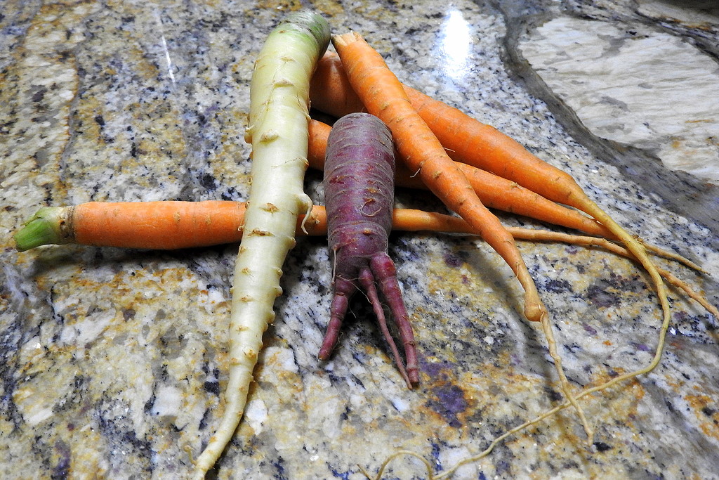 Colorful carrots by homeschoolmom
