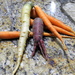 Colorful carrots by homeschoolmom