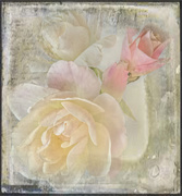 13th Jul 2018 - Roses with a texture