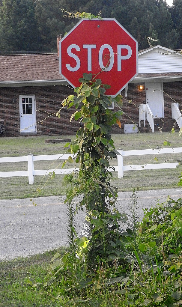 Stop the Kudzu! by homeschoolmom