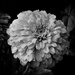 Marigold in Black and White by homeschoolmom