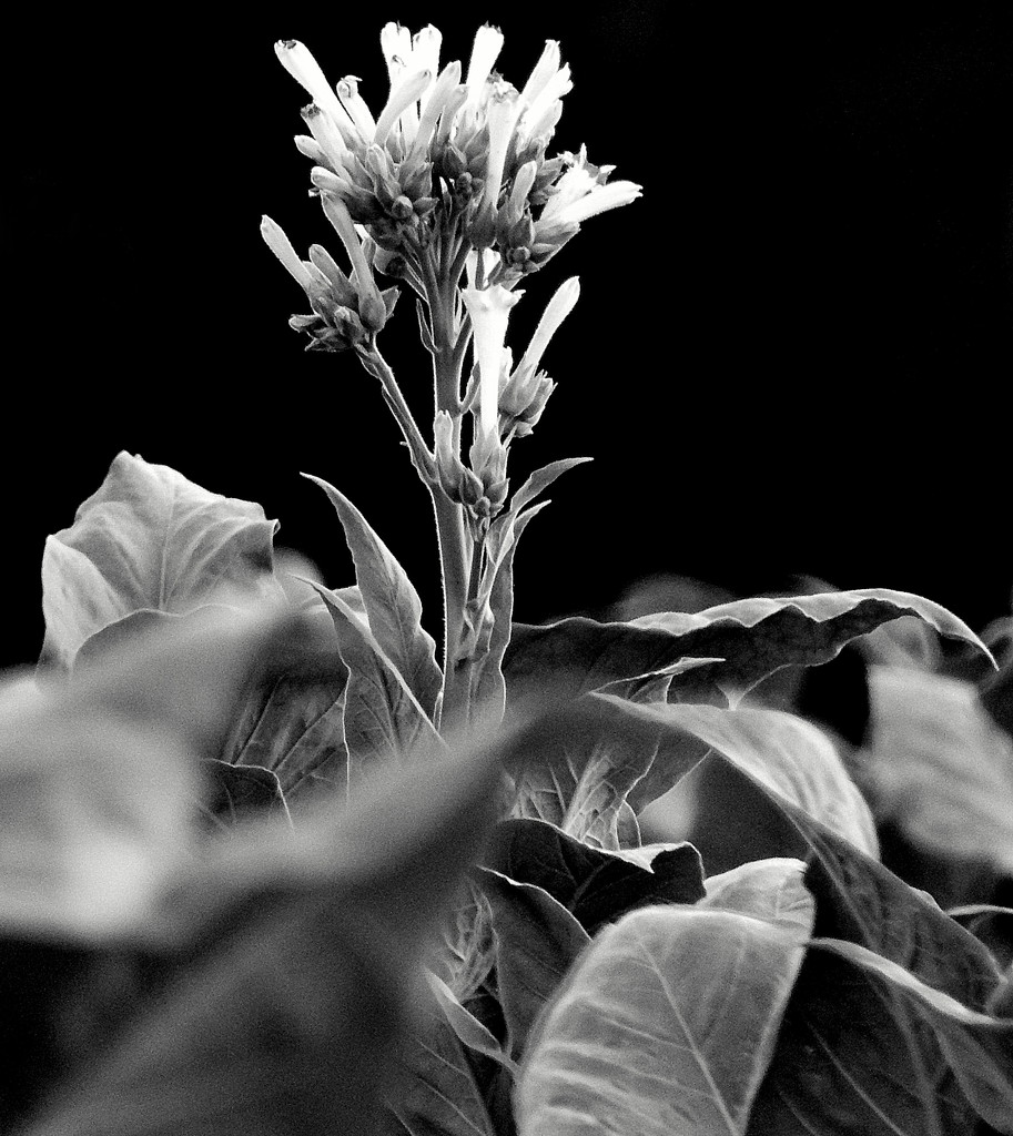 Tobacco Flower in Black and White by homeschoolmom
