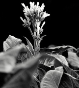 13th Jul 2018 - Tobacco Flower in Black and White