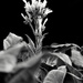 Tobacco Flower in Black and White by homeschoolmom