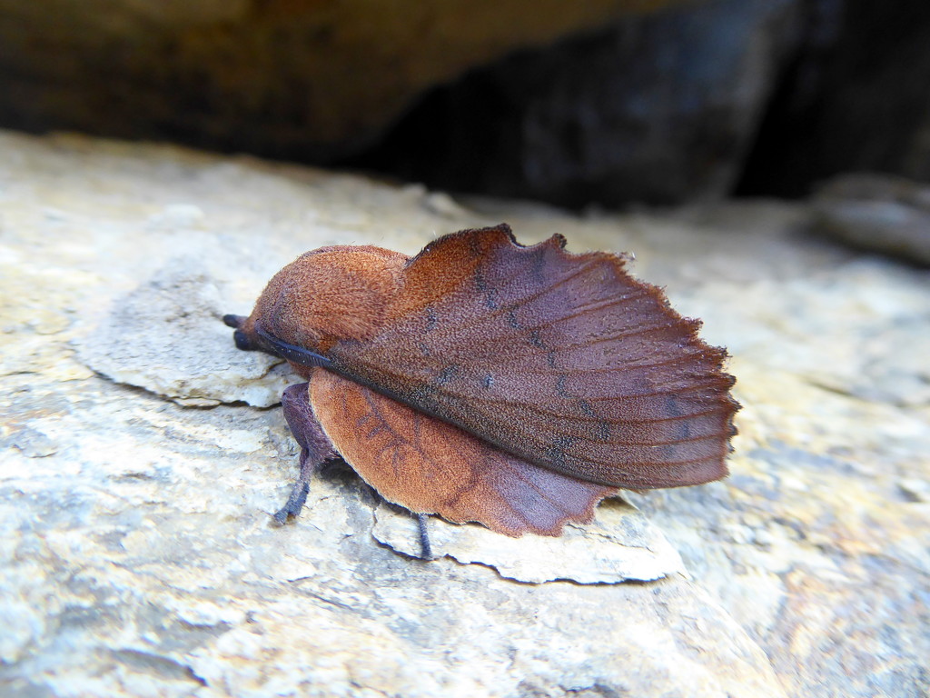 Moths of the Picos de Europa.1. Lapett by steveandkerry