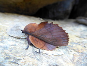 13th Jul 2018 - Moths of the Picos de Europa.1. Lapett
