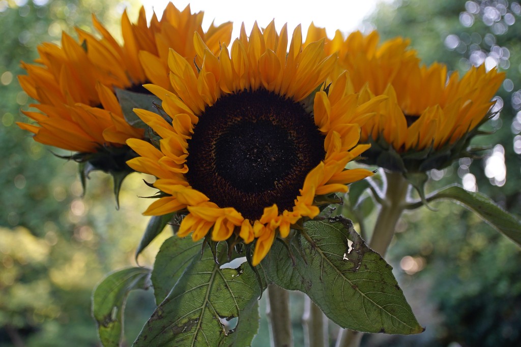 sunflowers  by quietpurplehaze