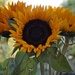 sunflowers  by quietpurplehaze