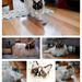 MFPIAC75 Cat collage  by ulla