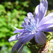DSCN0785 blue flower by marijbar