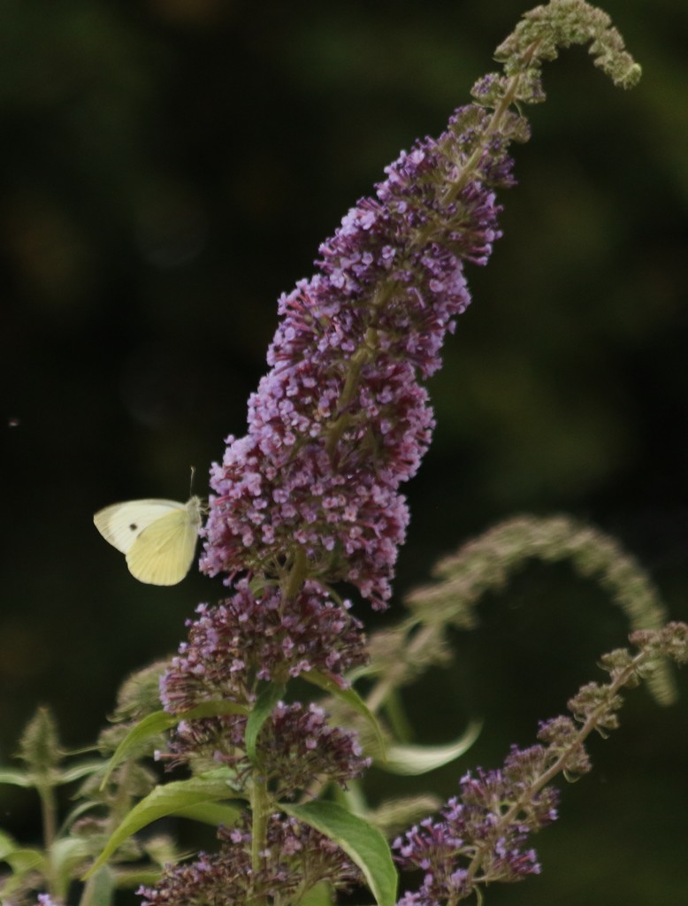 We used to call them Cabbage Whites.... by orchid99