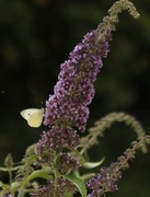 13th Jul 2018 - We used to call them Cabbage Whites....