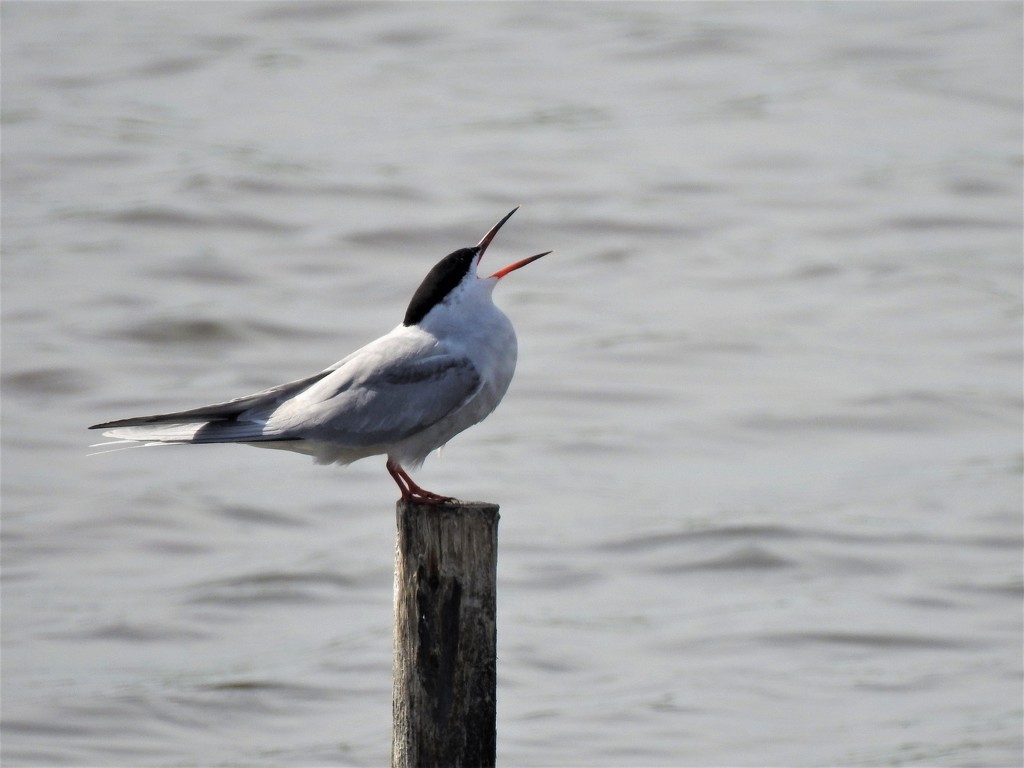  Common Tern  by susiemc