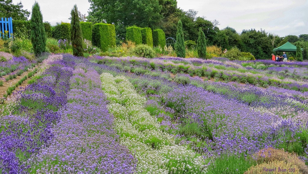 Yorkshire Lavender by craftymeg
