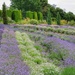Yorkshire Lavender by craftymeg