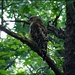 Red-Shouldered Hawk by olivetreeann