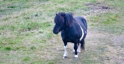 13th Jul 2018 - Shetland Pony