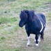 Shetland Pony by lifeat60degrees