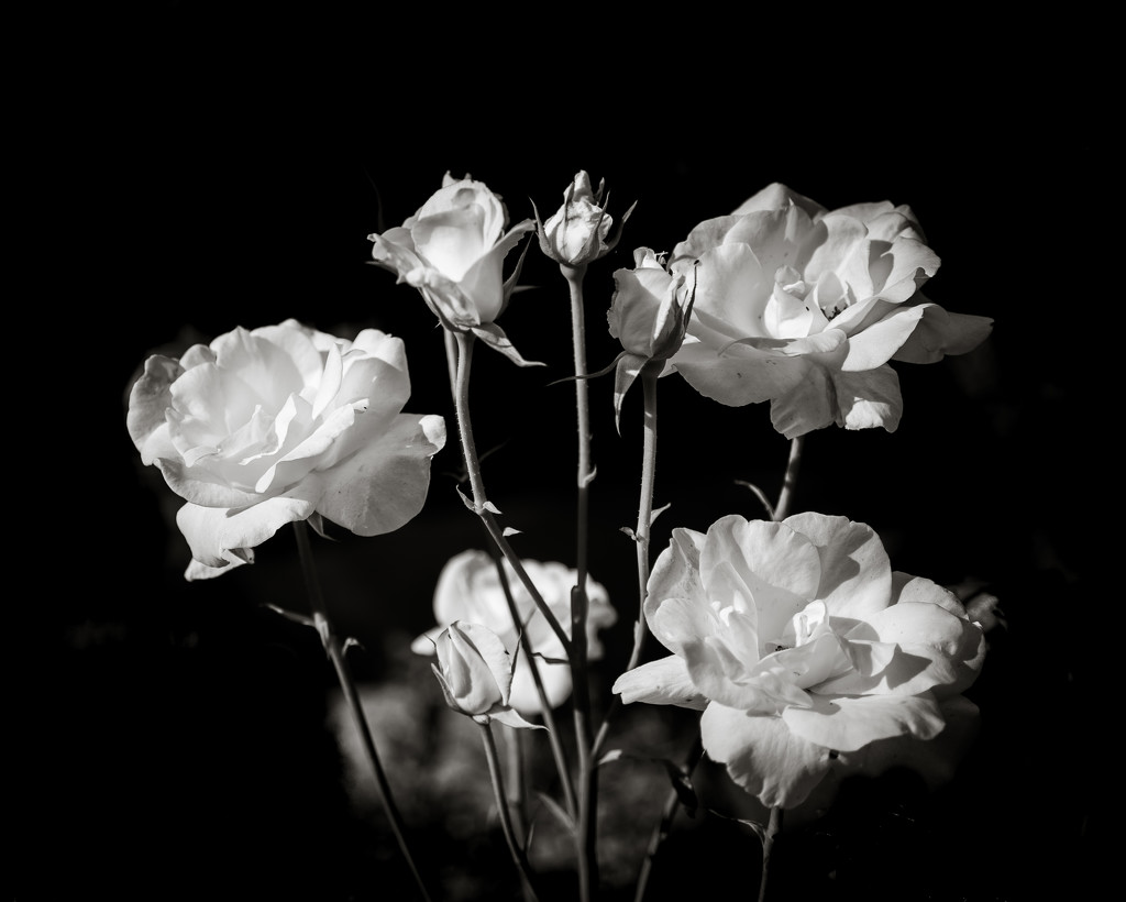 Paimpont 2018: Day 169 - White Roses by vignouse