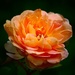 Marmalade Rose by carole_sandford