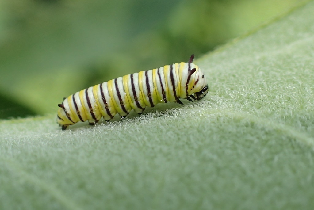 Teeny, Tiny Monarch Caterpillar by cjwhite