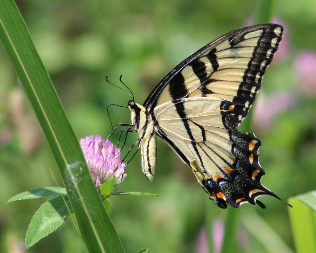 Eastern Tiger Swallowtail by cjwhite