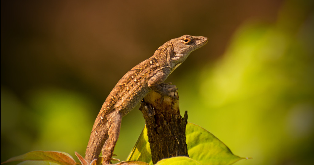 Lizard at the Top of the Stem! by rickster549