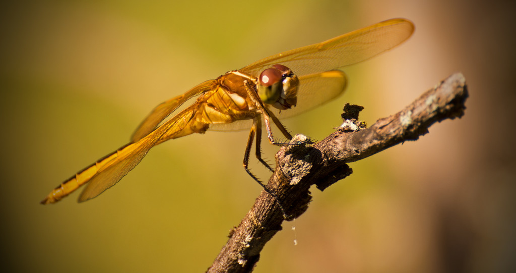 Dragonfly, Posing Very Nicely! by rickster549