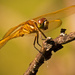 Dragonfly, Posing Very Nicely! by rickster549