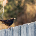 Mr blackbird by ulla