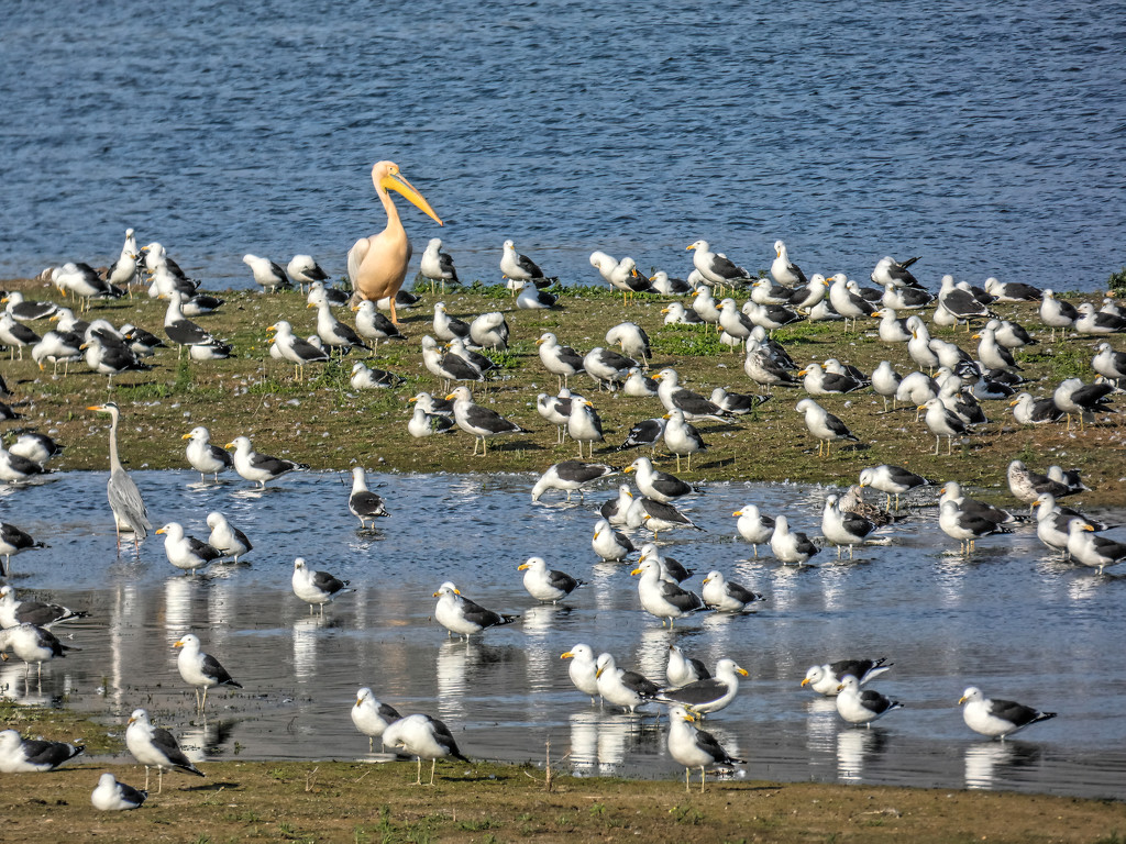 A flock of Gulls, by ludwigsdiana