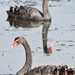 Black Swans by kgolab