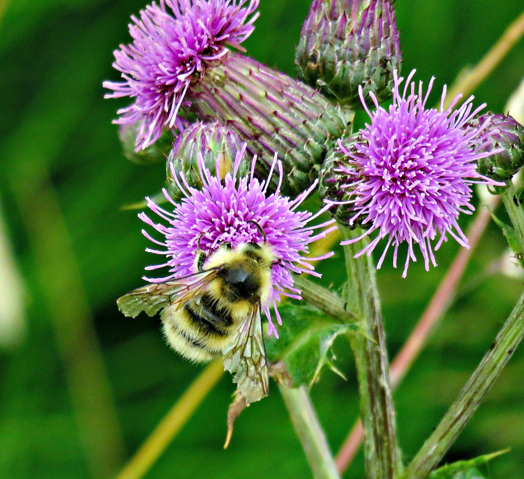 Honey Bee  by seattlite