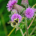Honey Bee  by seattlite