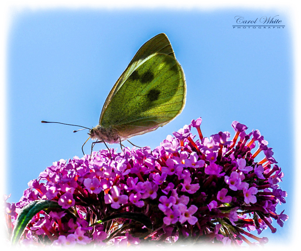 Large White Butterfly by carolmw