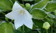 14th Jul 2018 - White Flower (Magnolia Sieboldii)
