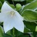 White Flower (Magnolia Sieboldii) by g3xbm